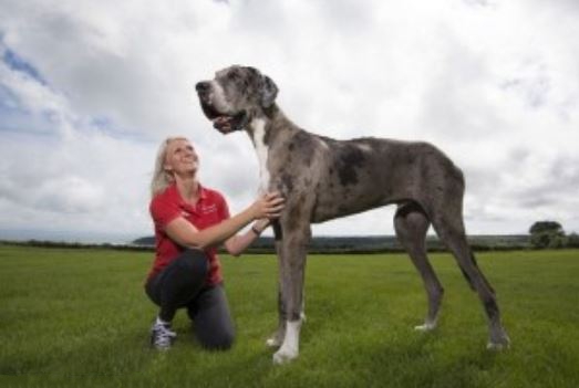 Художник, Натурщица и Кобель