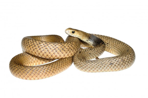 Смертельно ядовитая змея выжила в посудомоечной машине