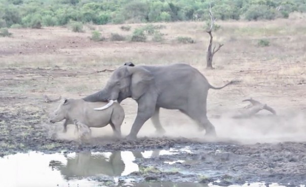 Лучшие сцены из дикой природы в парке Крюгера в 2019 году