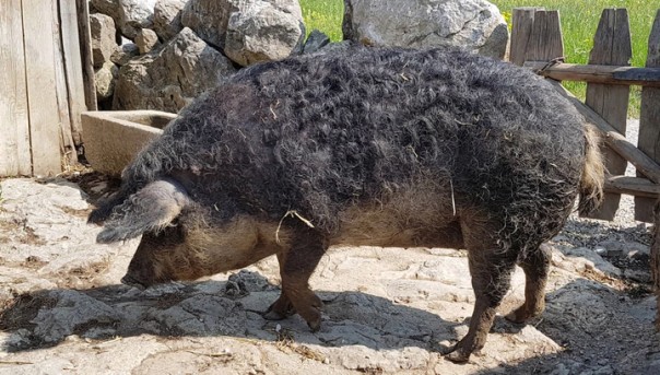 Мужчина стал трапезой собственных свиней
