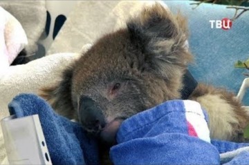 Великое потепление. Специальный репортаж