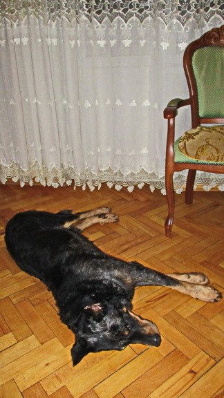 А.В.Росич. Зарисовки: Грей и девочка по имени Чудо