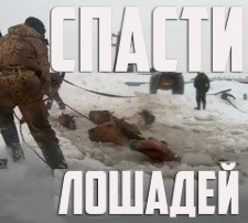 В Башкирии спасли беременных лошадей, провалившихся под лед