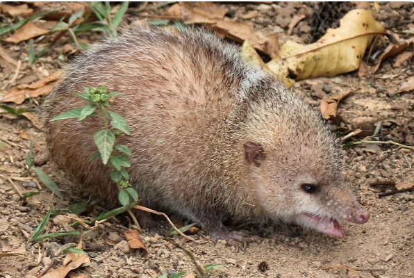 Рубрика ПЯТНашки: С иглами, но не ёж, холоднокровный, но не рептилия