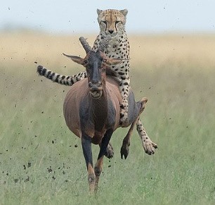Гепард катается на спине антилопы: редкие фото