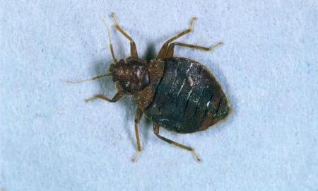 Нашествие постельных клопов во Франции: в Париже запустили горячую линию