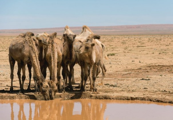 Следующие 5 лет станут самыми жаркими в истории человечества