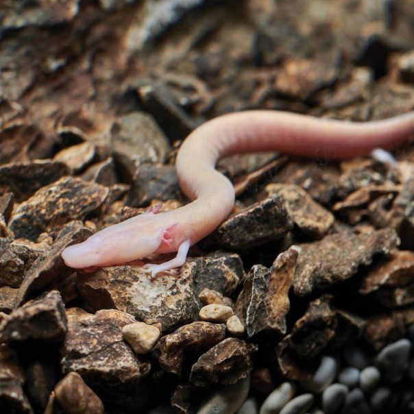 Найдена «человеческая рыбка»-домосед: амфибия не двигалась с места 7 лет