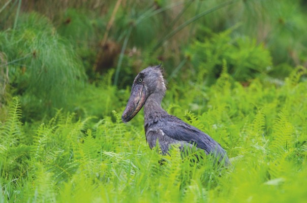 Китоглав: заботливый родитель с увесистым клювом