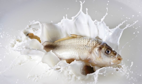 Молоко будут производить в три смены / Начало года принесло рекордные уловы селёдки и трески