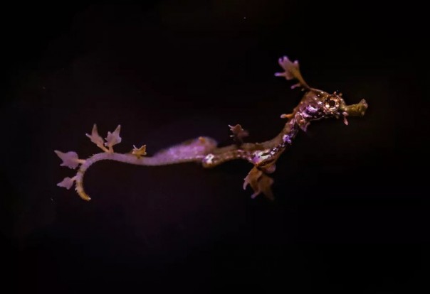 Редчайший морской дракон родился в аквариуме