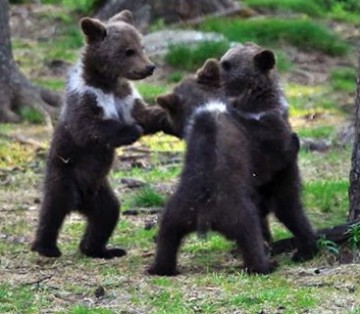 Медвежата водят хоровод: удивительные фотографии