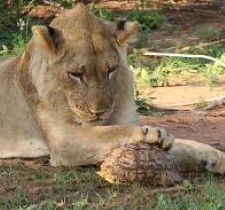 Львицы пытаются съесть черепаху