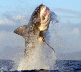 Охота большой белой акулы глазами робота-тюленя