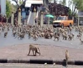 Полчища оголодавших обезьян хлынули на улицы тайского города