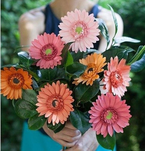 Картинки по запросу "герберы в руках"