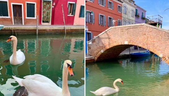 Из-за карантина вода в Венеции стала кристально чистой, вернулись лебеди