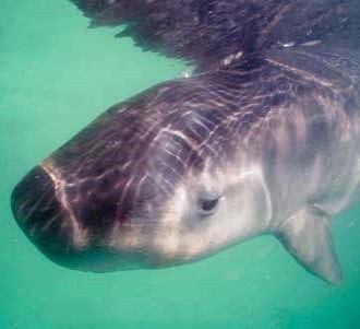 Малый карликовый кашалот пытается скрыться от хищника