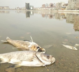 Озеро Ак-Гёль в Махачкале стало мертвым