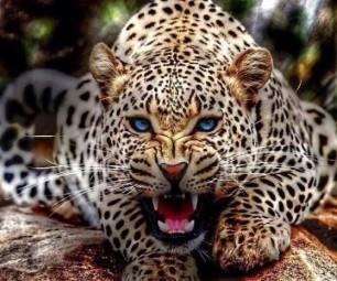 Люди спасли леопарда и пострадали