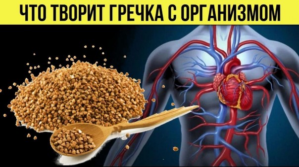Вот почему Вы должны включить гречку в свой рацион питания. Как влияет гречневая каша на организм человека
