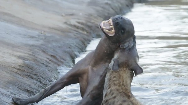 Жестокая борьба гиен за территорию