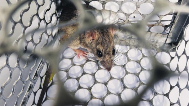 Злой Ханта: эксперты рассказали, чего ждать от нового вируса