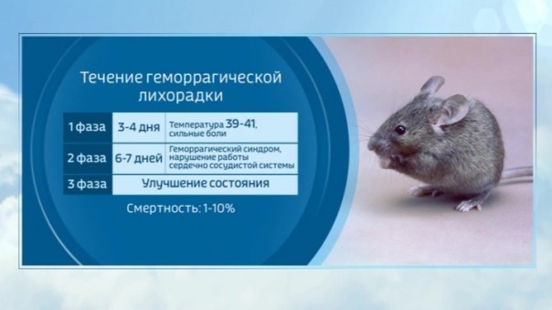 У COVID-19 появился подражатель? Крысиный хантавирус начал убивать