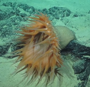 Удивительная подводная фауна у берегов Австралии