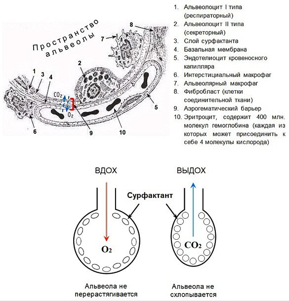 А.В.Росич. Об иммунном ответе организма, в т.ч. на коронавирус