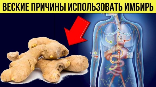 Вот почему нужно использовать имбирь каждый день. Польза корня имбиря для здоровья организма