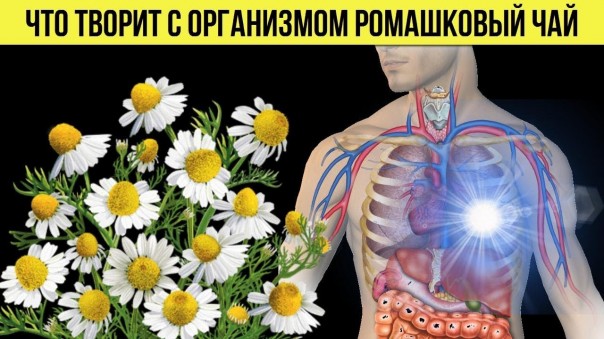 Как ромашковый чай влияет на организм человека. Полезные свойства, о которых Вы могли и не знать