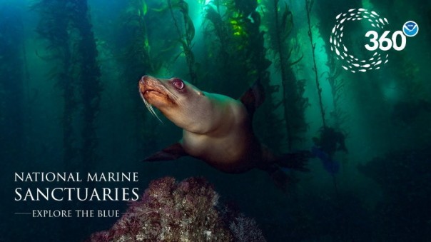 Виртуальный дайвинг с морскими львами