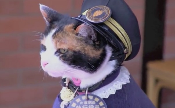 Кошка Тама: вице-президент, спаситель, легенда