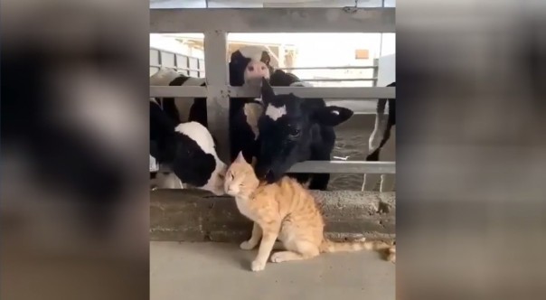 Кот достиг нирваны благодаря массажу, который ему устроили три коровы