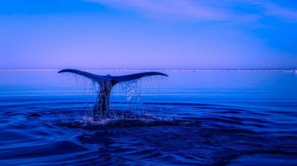 Россия от Моби Дика до Ктулху: Роман Носиков о вечном страхе Запада