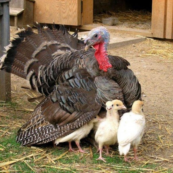 Жестокая схватка: Индюшка спасла своих птенцов от кобры