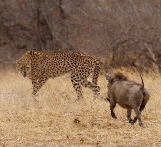 Бородавочники отобрали добычу у гепарда