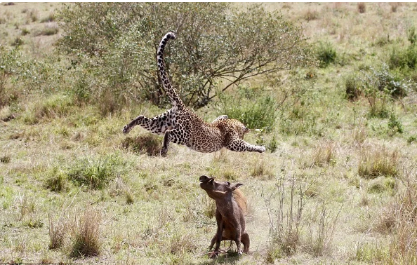Леопард: За ВДВ! Тактика смертельных атак кошки-невидимки