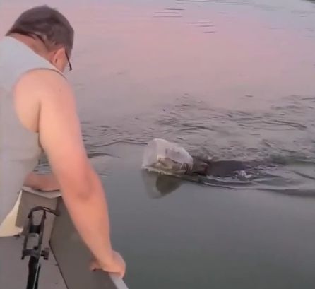 Семья спасла молодого медведя, оказавшегося в озере с пластиковой банкой на голове. Видео
