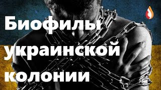 Биофилы украинской колонии | Основные ценности колонии | Плач рагуля | Конституция для колонии