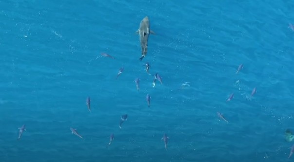 Стая тунца преследует большую белую акулу