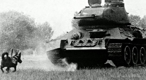 Бешеные псы Сталина: тайное оружие Красной армии