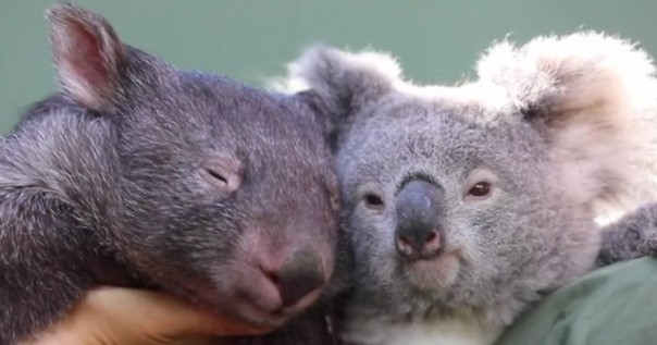 Коала и вомбат подружились во время карантина
