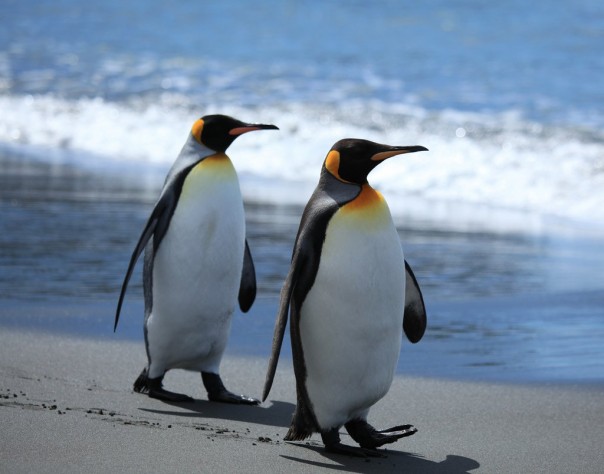 Толстые пингвины на беговой дорожке: видео