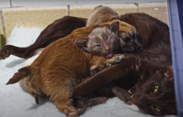 Как приемный щенок нарушает кошачьи правила жизни