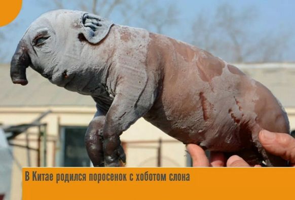 Челнинский гей