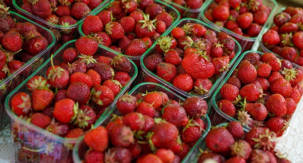 Забились в вагончики и в Латвию не хотят: почему латыши променяли родину на клубнику