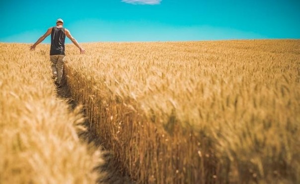 National Interest испугался превращения России в "зерновую державу"