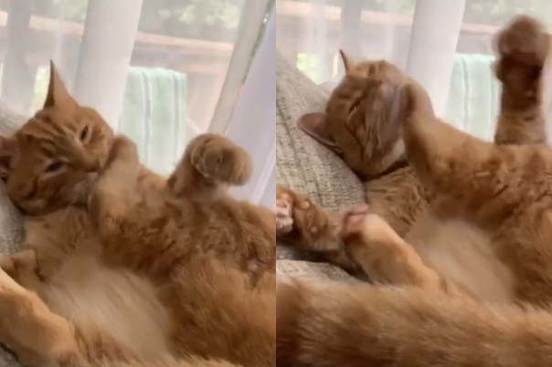 Кот объявил войну своей лапе и рассмешил пользователей Сети